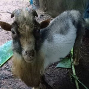Buy Live Goat In Orumba South
