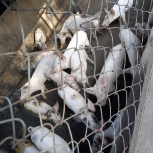 Piggery Farm In Orumba North