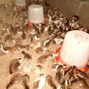 Imported Guinea Fowls Chick