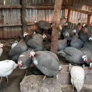 Guinea Fowls For Sale