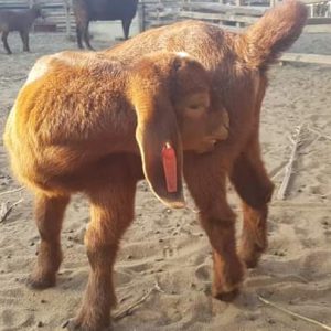 Kalahari Offspring Available For Sale