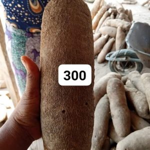 Benue Yam Seedlings For Sale In Nigeria