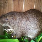 Grasscutters Colony For sale